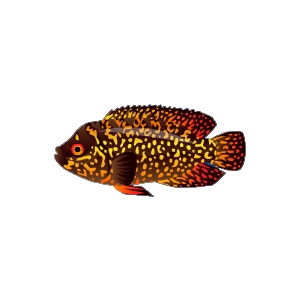 Harvest Jack Dempsey Cichlid